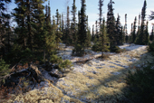 A carpet of reindeer moss covers the boreal forest floor in Southern Labrador. CANADA. 1997