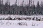 A herd of reindeer walking through deep snow at their winter pastures. Central Siberia, Russia. 1997