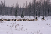 Evenk herders driving their reindeer through deep snow at their winter pastures. Evenkiya, Siberia, Russia. 1997