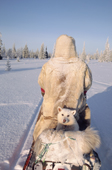 Dik, a Sami reindeer herder's dog, travels behind his owner on a snowmobile. Lovozero, Murmansk, NW Russia. 2005