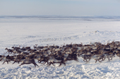 A Sami reindeer herd at their winter pastures near Lovozero on the Kola Peninsula. NW Russia. 2005