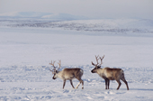 Two reindeer at their winter pastures near Lovozero on the Kola Peninsula. NW Russia. 2005