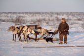 Velodia Dirkatch, a Sami man from Lovozero, with his reindeer sled. Murmansk, NW Russia. 2005