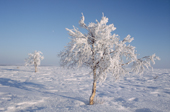 A birch tree covered in hoar frost and snow on the tundra near Lovozero in the winter time. Murmansk, NW Russia. 2005