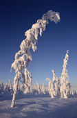 Snow covered larch trees in winter sunshine near Verkhoyansk. Yakutia, Siberia, Russia. 1999