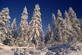 Snow covered taiga in winter sunshine. Boreal Forest. Verkhoyansk. Yakutia, Siberia, Russia. 1999