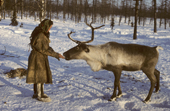 Ludmilla Serotetto, a Nenets woman, dressed in reindeer skin clothing, feeds a tame reindeer. Yamal, Siberia, Russia.