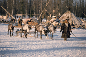 A Nenets woman leads her draught reindeer pulling a sled at a herders' winter camp in the forest. Yamal, Western Siberia, Russia