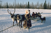 A Nenets woman leads her reindeer sled at a herders winter camp in the forest. Yamal, Western Siberia, Russia.