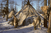 Albina Serotetto, a young Nenets girl and a reindeer calf at a herders' winter camp. Yamal, Western Siberia, Russia