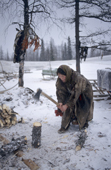 Nenets woman splitting logs for firewood at a reindeer herders' camp. Yamal, Siberia, Russia