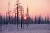 Winter sunrise behind larch trees coated with hoar frost Yamal. Siberia. Russia.