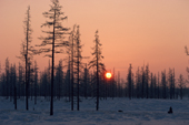 Winter sun rises behind larch trees coated in hoar frost. Yamal. Siberia. Russia.