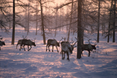 A group of reindeer wander amongst trees in Boreal Forest at their winter pastures. Yamal. Siberia.