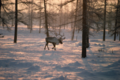 A reindeer wanders amongst trees in Boreal Forest at their winter pastures. Yamal. Western Siberia, Russia