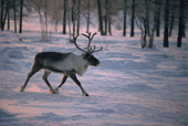 Bull reindeer trots through a clearing in the Boreal Forest. Yamal. Siberia. Russia.