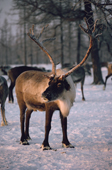 Reindeer bull, Rangiferus tarandus with hoar frost on his antlers. Yamal. Siberia.