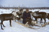 Pappas Serotetto, an elderly Nenets man, sitting on his sled, surrounded by reindeer. Yamal, Siberia, Russia.