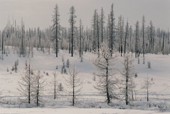 A forest of larch trees covered in hoar frost. Yamal, Siberia, Russia.