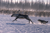 A Nenets reindeer herder's dog chases a reindeer that has strayed from the herd. Yamal, Siberia, Russia