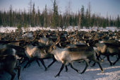 A herd of reindeer at their winter pastures in the Yamal. W. Siberia. Russia.