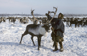 Otto Yaptik, a Nenets reindeer herder, with a draught reindeer he has lassoed, at their winter pastures in the Yamal. Siberia, Russia.