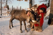 Nyaneynya Serotetto, a Nenets woman, feeds boiled fish to a young weak reindeer at a herders' winter camp. Yamal. Siberia.