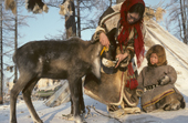 Nyaneynya Serotetto, a Nenets woman, watched by Valery, a young boy, as she feeds boiled fish to a young weak reindeer calf at a herders' winter camp. Yamal. Siberia.