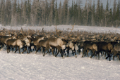 Reindeer herd move through a clearing in Boreal Forest on their Spring Migration. Yamal, Siberia, Russia