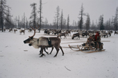 Nyanaynya, a Nenets woman, & her children arrive arrive by reindeer sled at a herders' winter camp. Yamal, Siberia, Russia