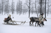 Nenets woman leads a reindeer sled with child in the snow, during the migration. Yamal, Siberia, Russia.