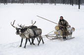 Tania Yaptik, a Nenets woman, returning from the forest with firewood on a reindeer sled. Yamal, Siberia, Russia.