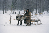 Nina Khudi, a Nenets woman, leads her draught reindeer pulling a sled at a winter camp in the forest. Yamal. Western Siberia, Russia.