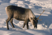 A Reindeer digs through snow to reach lichen at its winter pastures. Yamal, Siberia, Russia