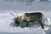 A reindeer uses its hooves to clear away snow to reach its food of lichen at winter pastures. Yamal, Western Siberia, Russia