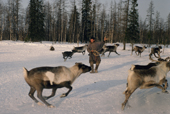 Otto Yaptik, a Nenets man, attempts to lasso a draught reindeer at their winter pastures in the Yamal. Siberia, Russia.