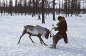 Alexandre Serotetto, a Nenets man, struggles with a reindeer he has lassoed at at their winter pastures in the Yamal. Siberia, Russia.