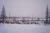 Draught reindeer graze around a Nenets herders'camp on the Spring migration. Yamal. Siberia. Russia.