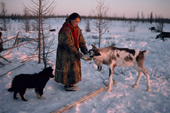 Olga Serotetto, a Nenets woman, feeds boiled fish to weak young reindeer. Yamal. Siberia. Russia.