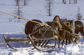 A Nenets woman driving a reindeer sled on the Spring migration. Yamal, Siberia, Russia.
