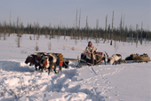 Yadeynya Pulks, a Nenets woman, driving a reindeer slde on the Spring migration. Yamal, Siberia, Russia.