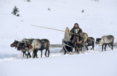 Yadenya Pulka, a Nenets woman, drives a reindeer sled during the spring migration. Yamal, Siberia, Russia.