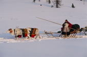 Olga Seratotto, a Nenets woman, drives herd her decorated draught reindeer on a Spring Migration. Yamal. Siberia. Russia.