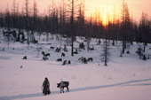A tame reindeer follows Nadezhda Khudi, Nenets woman, walking back to camp. Yamal, Western Siberia, Russia