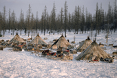 A Nenets reindeer herders' winter camp with reindeer skin tents in the forest. Yamal. Siberia. Russia.