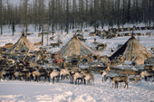 A Nenets reindeer herders ' winter camp with reindeer skin tents in the forest. Yamal. Siberia. Russia.