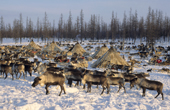 Reindeer grazing by tents made from Reindeer skin. Yamal. Siberia. Russia.