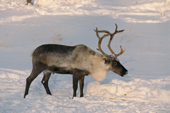 Bull reindeer with traces of velvet on his antlers. Yamal, Siberia, Russia