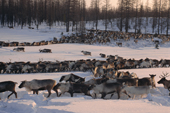 A herd of reindeer at their winter pastures in the Yamal. Siberia, Russia.