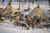 A Nenets reindeer herders' winter camp with reindeer skin tents, in the forest. Yamal. Siberia. Russia.
